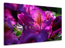 Laden Sie das Bild in den Galerie-Viewer, Leinwandbild Der Rhododendron