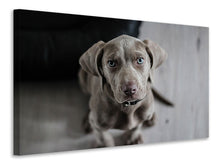Laden Sie das Bild in den Galerie-Viewer, Leinwandbild Der Weimaraner