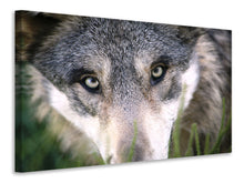 Laden Sie das Bild in den Galerie-Viewer, Leinwandbild Der Wolfs Blick