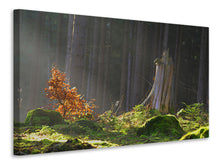 Laden Sie das Bild in den Galerie-Viewer, Leinwandbild Der Zauber im Wald