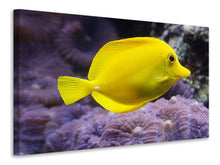 Laden Sie das Bild in den Galerie-Viewer, Leinwandbild Der Zitronen-Doktorfisch