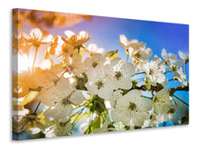 Laden Sie das Bild in den Galerie-Viewer, Leinwandbild Die Apfelbaum Blüte