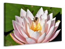 Laden Sie das Bild in den Galerie-Viewer, Leinwandbild Die Biene auf der Seerose