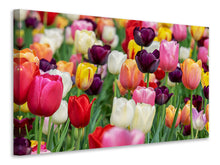 Laden Sie das Bild in den Galerie-Viewer, Leinwandbild Die Farben der Tulpen