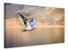 Laden Sie das Bild in den Galerie-Viewer, Leinwandbild Die fliegende Möwe