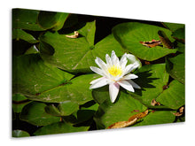 Laden Sie das Bild in den Galerie-Viewer, Leinwandbild Die weisse Seerose
