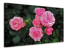 Laden Sie das Bild in den Galerie-Viewer, Leinwandbild Die wilden Rosen in pink
