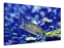Laden Sie das Bild in den Galerie-Viewer, Leinwandbild Ein Fisch im Aquarium