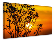 Laden Sie das Bild in den Galerie-Viewer, Leinwandbild Ein Strauch im Sonnenuntergang