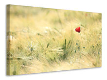 Laden Sie das Bild in den Galerie-Viewer, Leinwandbild Eine Mohnblume