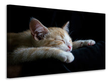 Laden Sie das Bild in den Galerie-Viewer, Leinwandbild Faule Katze