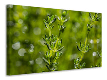 Laden Sie das Bild in den Galerie-Viewer, Leinwandbild Frischer Thymian