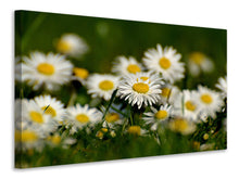Laden Sie das Bild in den Galerie-Viewer, Leinwandbild Gänseblümchen XL