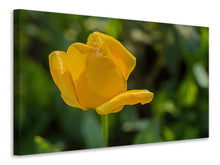 Laden Sie das Bild in den Galerie-Viewer, Leinwandbild Gelbe Tulpe XL