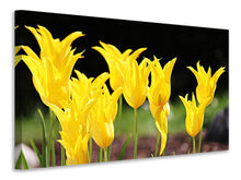 Laden Sie das Bild in den Galerie-Viewer, Leinwandbild Gelbe Tulpen in der Natur