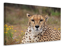 Laden Sie das Bild in den Galerie-Viewer, Leinwandbild Gepard XL
