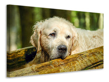Laden Sie das Bild in den Galerie-Viewer, Leinwandbild Golden Retriever in der Natur