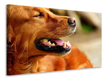 Laden Sie das Bild in den Galerie-Viewer, Leinwandbild Irish Setter Schnauze