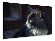 Laden Sie das Bild in den Galerie-Viewer, Leinwandbild Katzenkopf XL