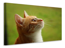 Laden Sie das Bild in den Galerie-Viewer, Leinwandbild Katzennase