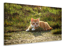 Laden Sie das Bild in den Galerie-Viewer, Leinwandbild Kitten in der Natur