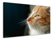 Laden Sie das Bild in den Galerie-Viewer, Leinwandbild Kitten Nase
