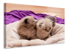 Laden Sie das Bild in den Galerie-Viewer, Leinwandbild Kitten Trio zum Verlieben
