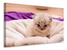 Laden Sie das Bild in den Galerie-Viewer, Leinwandbild Kitten zum Verlieben