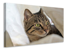 Laden Sie das Bild in den Galerie-Viewer, Leinwandbild Lieblings Katze