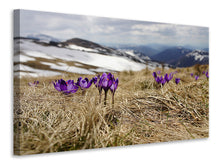 Laden Sie das Bild in den Galerie-Viewer, Leinwandbild Lila Krokus