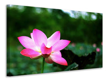 Laden Sie das Bild in den Galerie-Viewer, Leinwandbild Lotus in der Natur