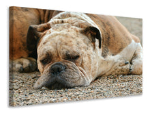 Laden Sie das Bild in den Galerie-Viewer, Leinwandbild Müder Boxer