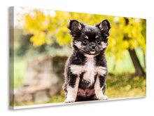 Laden Sie das Bild in den Galerie-Viewer, Leinwandbild Niedliche Chihuahua Welpe