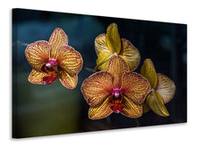 Laden Sie das Bild in den Galerie-Viewer, Leinwandbild Orchidaceae