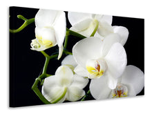 Laden Sie das Bild in den Galerie-Viewer, Leinwandbild Orchidee Close up