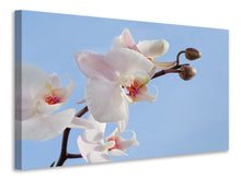 Laden Sie das Bild in den Galerie-Viewer, Leinwandbild Orchidee im Himmel