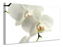 Laden Sie das Bild in den Galerie-Viewer, Leinwandbild Orchideen Blüte