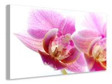 Laden Sie das Bild in den Galerie-Viewer, Leinwandbild Prächtige Phalaenopsis