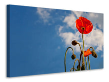 Laden Sie das Bild in den Galerie-Viewer, Leinwandbild Prächtiger Mohn