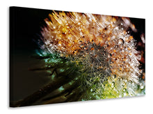 Laden Sie das Bild in den Galerie-Viewer, Leinwandbild Pusteblume im Morgentau