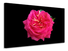 Laden Sie das Bild in den Galerie-Viewer, Leinwandbild Rose in rot XXL