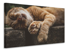 Laden Sie das Bild in den Galerie-Viewer, Leinwandbild Schlafende Katze