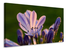 Laden Sie das Bild in den Galerie-Viewer, Leinwandbild Schmucklilien mit Morgentau