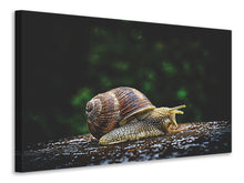 Laden Sie das Bild in den Galerie-Viewer, Leinwandbild Schnecke XXL
