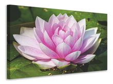 Laden Sie das Bild in den Galerie-Viewer, Leinwandbild Seerose in rosa