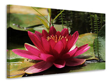 Laden Sie das Bild in den Galerie-Viewer, Leinwandbild Seerose in rot