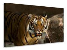Laden Sie das Bild in den Galerie-Viewer, Leinwandbild Sibirischer Tiger