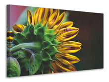 Laden Sie das Bild in den Galerie-Viewer, Leinwandbild Sonnenblume Close up