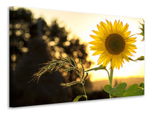 Laden Sie das Bild in den Galerie-Viewer, Leinwandbild Sonnenblume im Sonnenaufgang