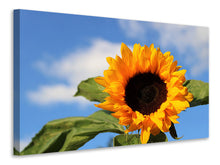 Laden Sie das Bild in den Galerie-Viewer, Leinwandbild Sonnenblume in der Blüte